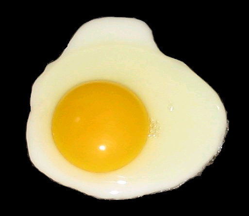 Organic Free Range Eggs