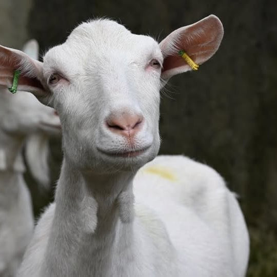 Unsalted - Unpasteurised - Raw Goat's Cheeses - AVAILABLE NOW
