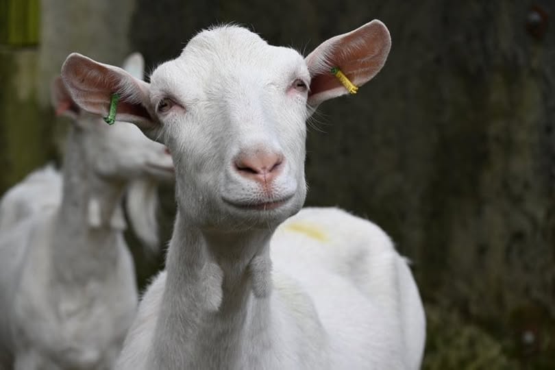 Unsalted - Unpasteurised - Raw Goat's Cheeses - AVAILABLE NOW