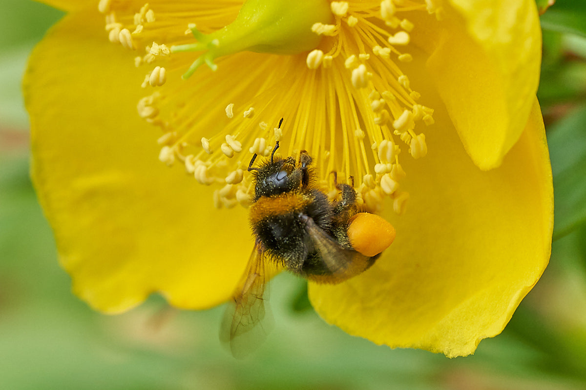 Organic Raw Bee Pollen 190g